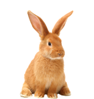 Mascotas pequeñas